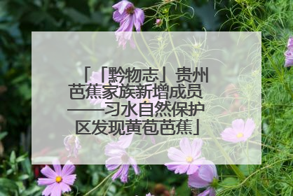 「黔物志」贵州芭蕉家族新增成员——习水自然保护区发现黄苞芭蕉