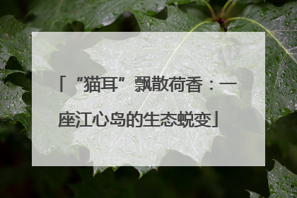 “猫耳”飘散荷香：一座江心岛的生态蜕变