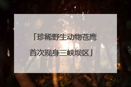 珍稀野生动物苍鹰首次现身三峡坝区