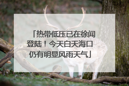 热带低压已在徐闻登陆！今天白天海口仍有明显风雨天气