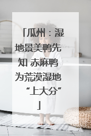 瓜州：湿地景美鸭先知 赤麻鸭为荒漠湿地“上大分”