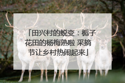 田兴村的蜕变：栀子花田的杨梅熟啦 采摘节让乡村热闹起来