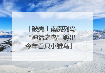 破壳！南麂列岛“神话之鸟”孵出今年首只小雏鸟
