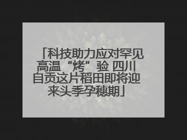 科技助力应对罕见高温“烤”验 四川自贡这片稻田即将迎来头季孕穗期