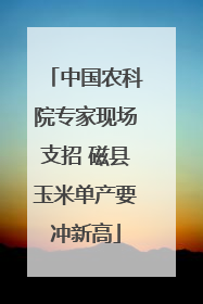 中国农科院专家现场支招 磁县玉米单产要冲新高