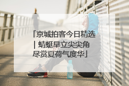 京城拍客今日精选｜蜻蜓早立尖尖角 尽赏夏荷气度华