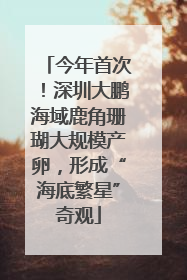 今年首次！深圳大鹏海域鹿角珊瑚大规模产卵，形成“海底繁星”奇观