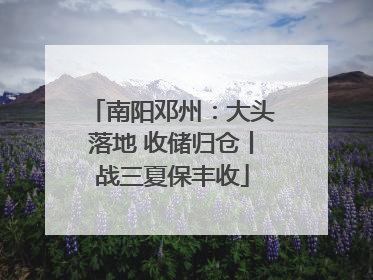 南阳邓州：大头落地 收储归仓丨战三夏保丰收