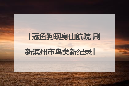 冠鱼狗现身山航院 刷新滨州市鸟类新纪录