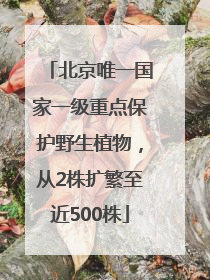 北京唯一国家一级重点保护野生植物，从2株扩繁至近500株