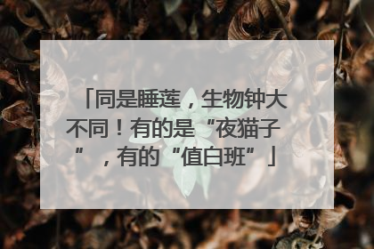 同是睡莲，生物钟大不同！有的是“夜猫子”，有的“值白班”