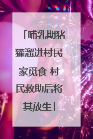 哺乳期猪獾溜进村民家觅食 村民救助后将其放生