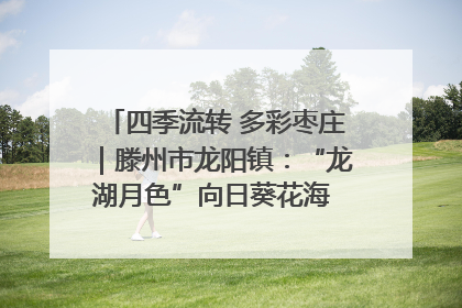 四季流转 多彩枣庄｜滕州市龙阳镇：“龙湖月色”向日葵花海 绘就乡村振兴新画卷