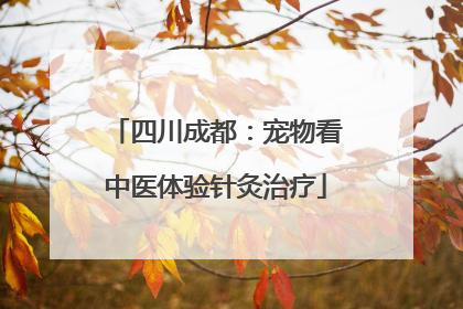 四川成都：宠物看中医体验针灸治疗