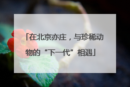 在北京亦庄，与珍稀动物的“下一代”相遇