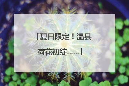 夏日限定！温县荷花初绽……