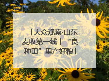 大众观察·山东麦收第一线丨“良种田”里产好粮