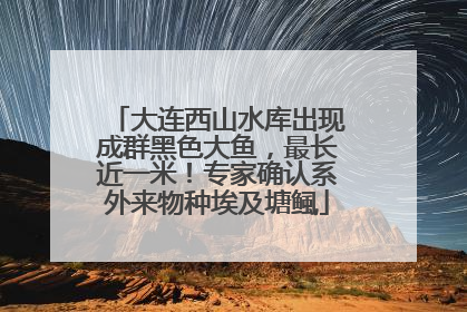大连西山水库出现成群黑色大鱼，最长近一米！专家确认系外来物种埃及塘鲺