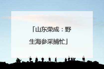 山东荣成：野生海参采捕忙