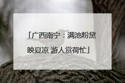 广西南宁：满池粉黛映夏凉 游人赏荷忙