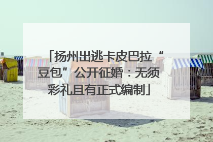 扬州出逃卡皮巴拉“豆包”公开征婚：无须彩礼且有正式编制