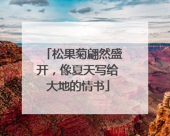 松果菊翩然盛开，像夏天写给大地的情书