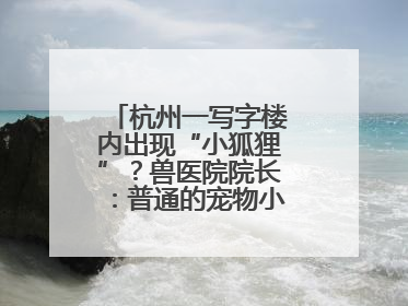 杭州一写字楼内出现“小狐狸”？兽医院院长：普通的宠物小狗，像狐狸犬