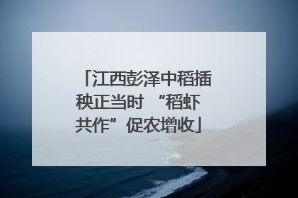 江西彭泽中稻插秧正当时 “稻虾共作”促农增收