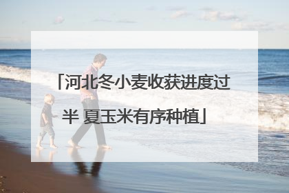 河北冬小麦收获进度过半 夏玉米有序种植