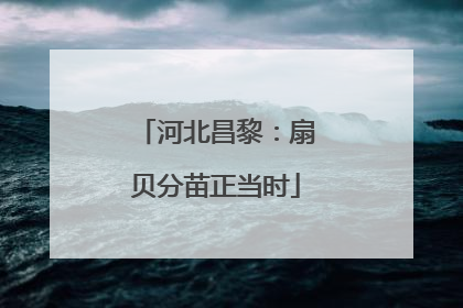 河北昌黎：扇贝分苗正当时