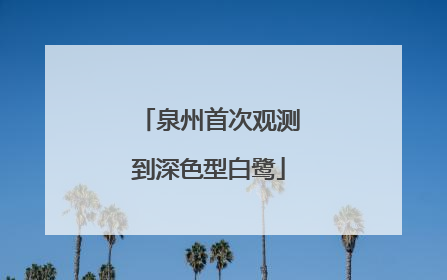 泉州首次观测到深色型白鹭