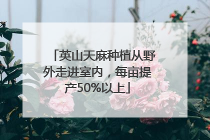 英山天麻种植从野外走进室内，每亩提产50%以上