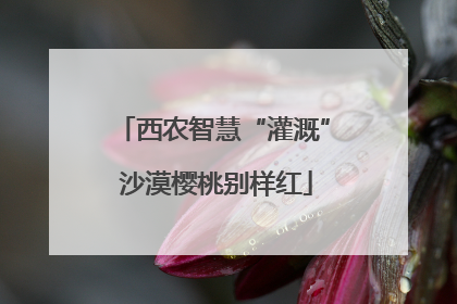 西农智慧“灌溉” 沙漠樱桃别样红