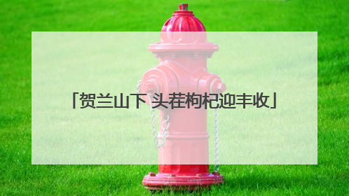 贺兰山下 头茬枸杞迎丰收