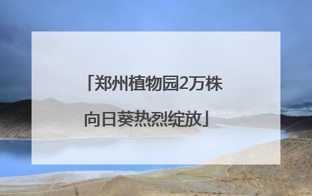 郑州植物园2万株向日葵热烈绽放