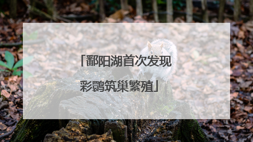 鄱阳湖首次发现彩鹮筑巢繁殖