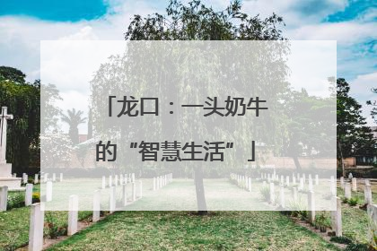 龙口：一头奶牛的“智慧生活”