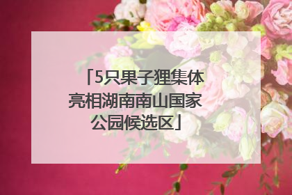 5只果子狸集体亮相湖南南山国家公园候选区